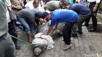 Foto: Sulitnya Proses Evakuasi Buaya 800 Kg di Cilegon