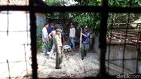 Petugas kesulitan mengevakuasi buaya dari penangkaran di RM Sari Kuring, Cilegon, Banten.