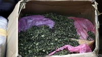 Daun katinon itu tampak telah dipotong-potong.