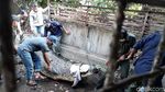 Foto: Sulitnya Proses Evakuasi Buaya 800 Kg di Cilegon
