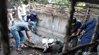 Ketiga buaya itu akan diserahkan ke PT Muruy Perdana Lestari di Pandeglang untuk dititipkan dan dirawat.