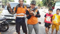 Ular sanca kembang sepanjang 3 meter ditemukan di kali Cipinang Lontar, Jatinegara, Jakarta Timur. (Foto: Dok. UPK Badan Air dan Lingkungan Hidup Cipinang Lontar)