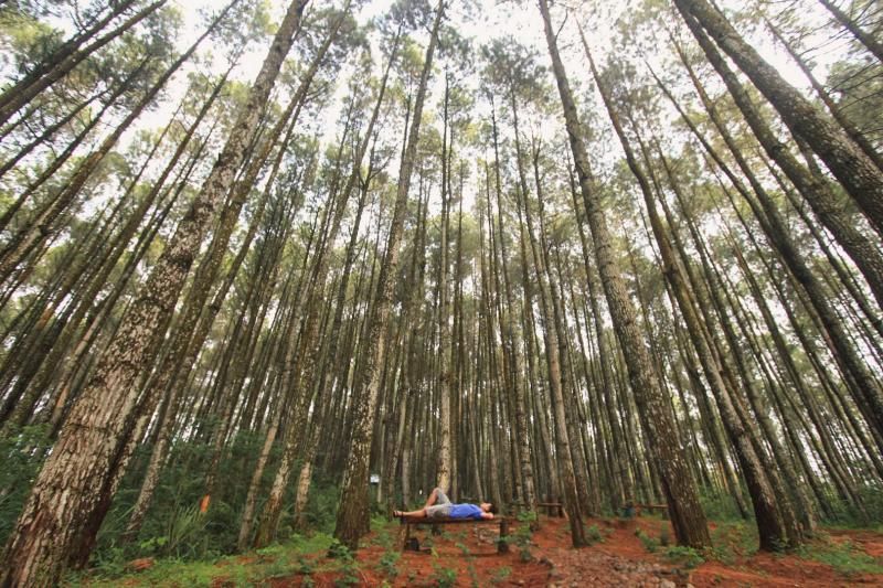 Hutan Pinus Asri Mangunan Bantul