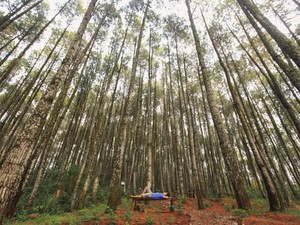 Imbas PPKM: Pelaku Wisata Bantul Terpuruk, Cuma Bisa Makan Daun