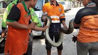 Jenisnya ular sanca kembang. Kayaknya usianya sekitar 5 bulan, ujar petugas UPK Ujang.  (Foto: Dok. UPK Badan Air dan Lingkungan Hidup Cipinang Lontar)
