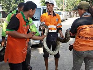 Ular Sanca Kembang 3 Meter Muncul di Kali Cipinang Lontar