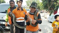 Ketua Regu UPK Badan Air Dinas Lingkungan Hidup Cipinang Lontar Dewi Carry menjelaskan, ular tersebut ditemukan oleh anak buahnya yang bernama Dodi Rohadi alias Ujang atas laporan warga.   (Foto: Dok. UPK Badan Air dan Lingkungan Hidup Cipinang Lontar)