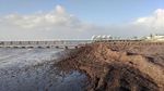 Foto: Sampah Rumput Laut di Dermaga Busselton yang Bau Menyengat