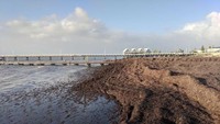 Rumput laut itu sekarang menutupi garis air selama beberapa meter dari laut dan menimbulkan masalah bau yang menyengat bagi pihak berwenang setempat. (Foto: Dok. matty_d_ Follow via ABC Plus)