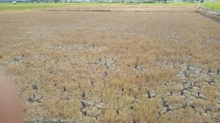 BMKG Prediksi Musim Hujan di NTB Tahun Depan