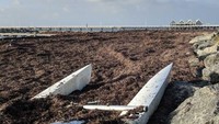 Sampah rumput laut ini terakumulasi di Dermaga Busselton akibat badai yang terjadi pekan lalu (Foto: Dok. matty_d_ Follow via ABC Plus)