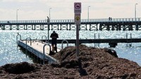 Rumput laut itu telah terbawa arus ke pantai di sepanjang dermaga Busselton - dermaga kayu-terpanjang di belahan bumi selatan, yang membentang sepanjang 1,84 kilometer ke laut. (Foto: ABC News: Gian De Poloni)