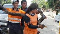 Ular tersebut langsung ditangkap petugas UPK Badan Air yang tengah bertugas tak jauh dari lokasi.  (Foto: Dok. UPK Badan Air dan Lingkungan Hidup Cipinang Lontar)