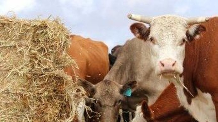 Beredar Rekaman Ternak Ekspor Australia Dipenuhi Kotoran di Israel