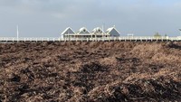 Sophie Teed, seorang ahli biologi kelautan yang telah bekerja di Dermaga Busselton selama tujuh tahun, mengatakan bahwa dia belum penah menemukan pemandangan seperti ini selama beberapa tahun. (Foto: Dok. matty_d_ Follow via ABC Plus)