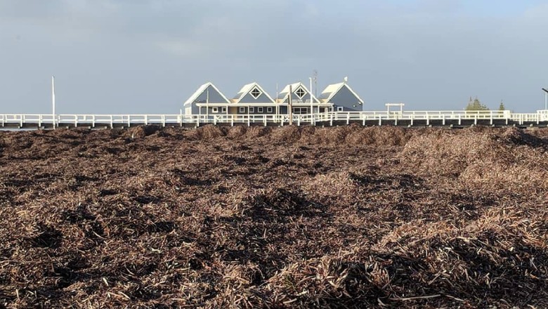 Dermaga Busselton Tertutup Sampah Rumput Laut Dermaga Busselton Tertutup Sampah Rumput Laut
