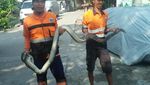 Penampakan Ular 3 Meter yang Muncul di Kali Cipinang Lontar