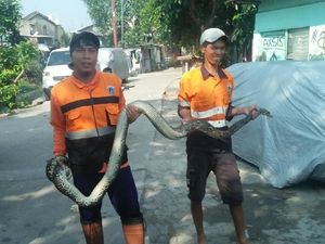 Cerita Petugas Saat Temukan Ular 3 Meter di Kali Cipinang Lontar