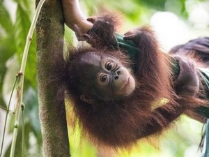 Ketika Orangutan Pun Naik Bus ke Sekolah