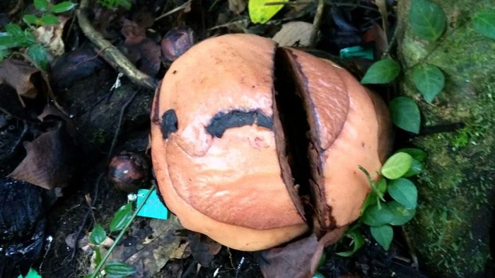 Rafflesia Arnoldi di Bengkulu Utara diduga dirusak