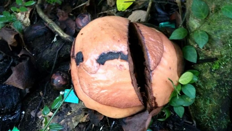 Rafflesia Arnoldi di Bengkulu Utara diduga dirusak Rafflesia Arnoldi di Bengkulu Utara diduga dirusak