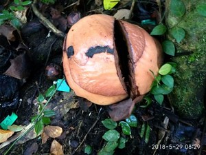 Terlalu! Rafflesia Arnoldi di Bengkulu Utara Diduga Dirusak