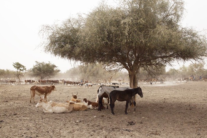 Kemarau Panjang Hewan Ternak Di Mauritania Terancam Kekeringan