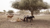 Musim panas yang tak berkesudahan di Muritania berimbas pada kondisi hewan ternak disana. Kelelahan kronis, penurunan berat badan dan kesedihan berlama-lama dialami oleh seluruh hewan ternak di RKiz, Mauritania. Zoe Tabary/via Reuters.