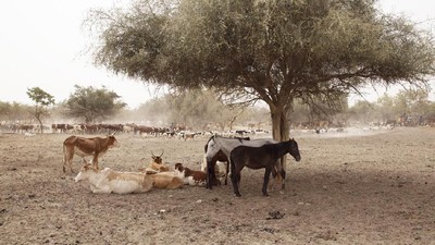 Kemarau Panjang, Hewan Ternak di Mauritania Terancam Kekeringan