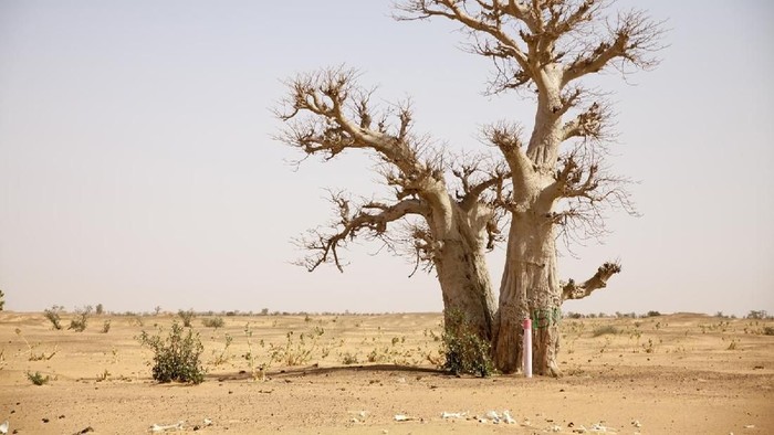 Perubahan iklim yang tidak stabil semakin memperparah kehidupan masyarakat Mauritania. Krisis pangan yang serius dialami manusia dan juga hewan ternak disana.