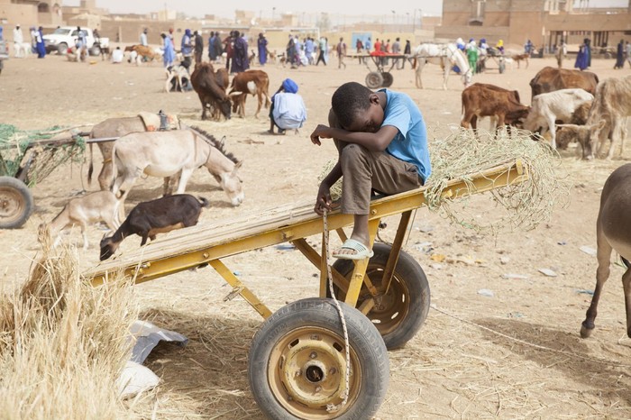 Kemarau Panjang Hewan Ternak Di Mauritania Terancam Kekeringan