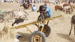 Kemarau Panjang, Hewan Ternak di Mauritania Terancam Kekeringan