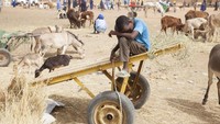 Krisis pangan dan gizi tidak hanya dirasakan oleh para warga Mauritania. Hewan ternak mereka pun sekarat karena kesulitan mencari pakan atau air untuk minum. Zoe Tabary/via Reuters.