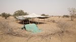 Kemarau Panjang, Hewan Ternak di Mauritania Terancam Kekeringan