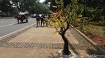 Hiasan Pohon Lampu Percantik Jalan Thamrin