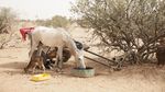 Kemarau Panjang, Hewan Ternak di Mauritania Terancam Kekeringan