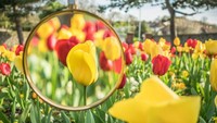 Musim semi menjadi penanda bermekarannya bunga tulip yang cantik. Seperti di Seaford, Inggris bunga-bunga tulip warna-warni bermekaran semakin indah dari kaca pembesar milik Kecskes. Istimewa/Boredpanda.