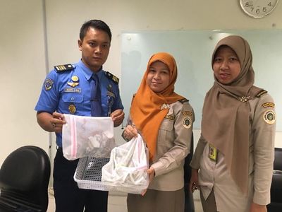 Ini Ular dan Kadal yang Diselundupkan WN Jepang via Bandara Soetta