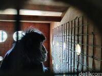 BKSDA Jabar dan Aspinal Kirim 3 Lutung Jawa ke Malang