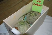 Wow! Sepasang Melon Asal Jepang Ini Dilelang Seharga Mobil Mewah