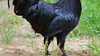 Ayam cimani berwarna hitam penuh yang kadang membuat orang asing keheranan. (Foto: Boredpanda)