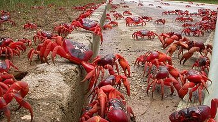 Ekspansi Tambang Ditolak Demi Kepiting