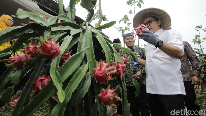 Buah naga organik di Banyuwangi (Foto: Ardian Fanani) Buah naga organik di Banyuwangi (Foto: Ardian Fanani)