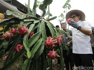 Lagi Musim Buah Naga, Manfaatnya Nggak Kalah dari Stroberi Lho!