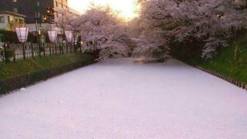 Danau ini dipenuhi dengan kelopak-kelopak bunga sakura. (Foto: Brightside)