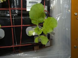 Cara Astronot Makan, Tidur, hingga Panggilan Alam