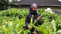 Foto: Berbeda dengan bunga Kala Lili impor dari Belanda, bunga Kala Lili lokal hanya memiliki satu warna saja (putih) dan berukuran lebih lebar (Uje/detikTravel)
