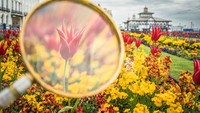 Kecskes menemukan sebuah kaca pembesar tua saat sedang berkunjung ke sebuah pasar loak. Ia memiliki ide untuk memotret secara detail keindahan bunga mekar di banyak kota. Seperti di Istana Herstmonceux, Sussex, Inggris dan di Eastbourne Seafront, Inggris. Istimewa/Boredpanda.