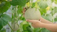 Wow! Sepasang Melon Asal Jepang Ini Dilelang Seharga Mobil Mewah