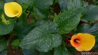 Foto: Ini bunga Kala Lili yang diimpor khusus dari Belanda. Dapat diketahui dari ukurannya yang lebih kecil dan warnanya yang lebih mencolok (Uje/detikTravel)